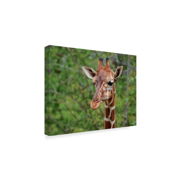 Galloimages Online 'Giraffe Portraits' Canvas Art,18x24